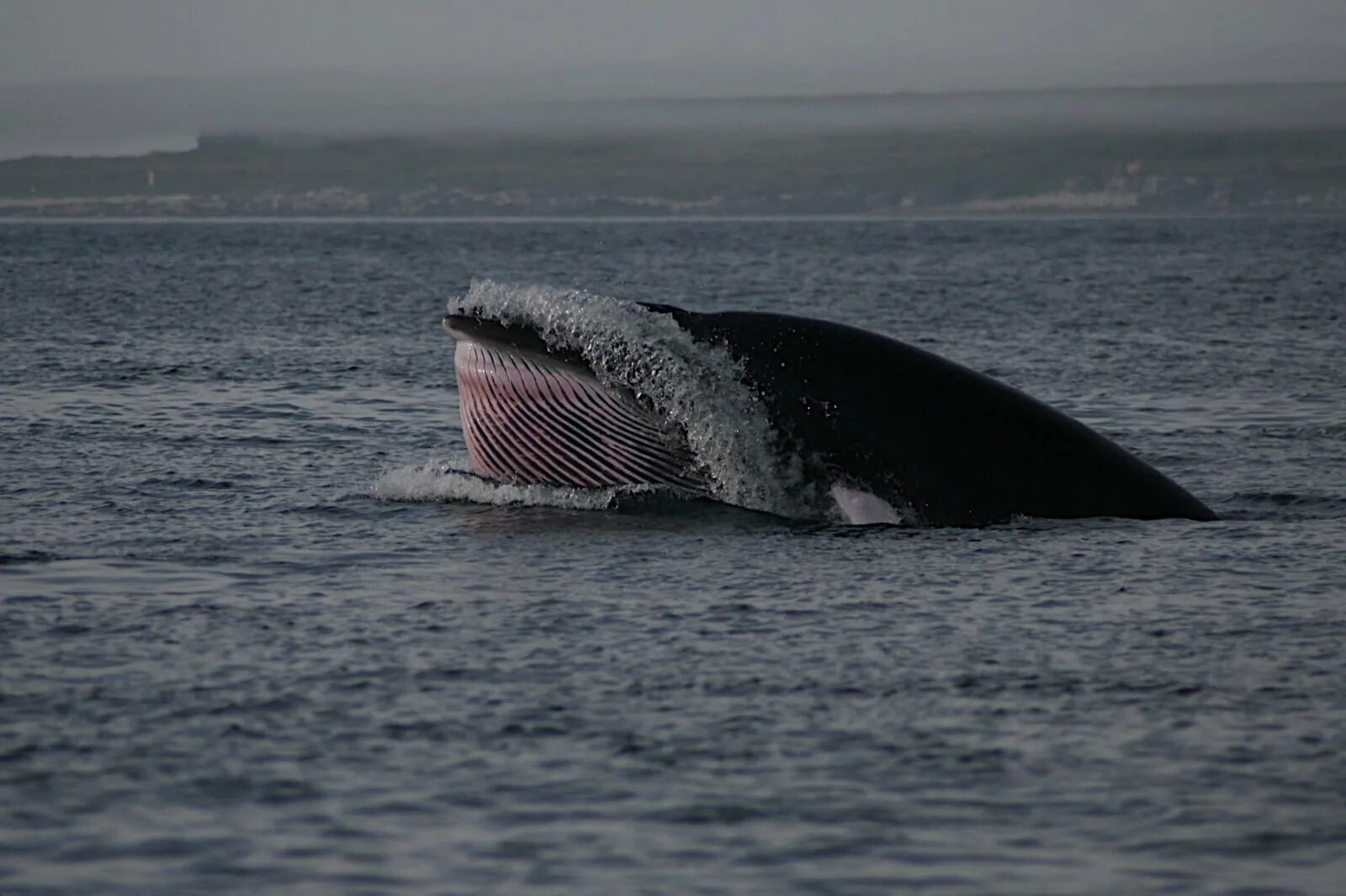 Киты водятся в море. Кит полосатик в Баренцевом море. Кит полосатик в черном море. Малый полосатик в Баренцевом море. Кит малый полосатик в черном море.