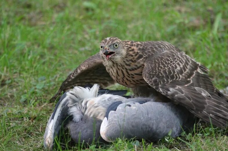 Белый ястреб тетеревятник. Ястреб масса. Ястреб тетеревятник охота. Ястреб масса. 4 кг воздушным.