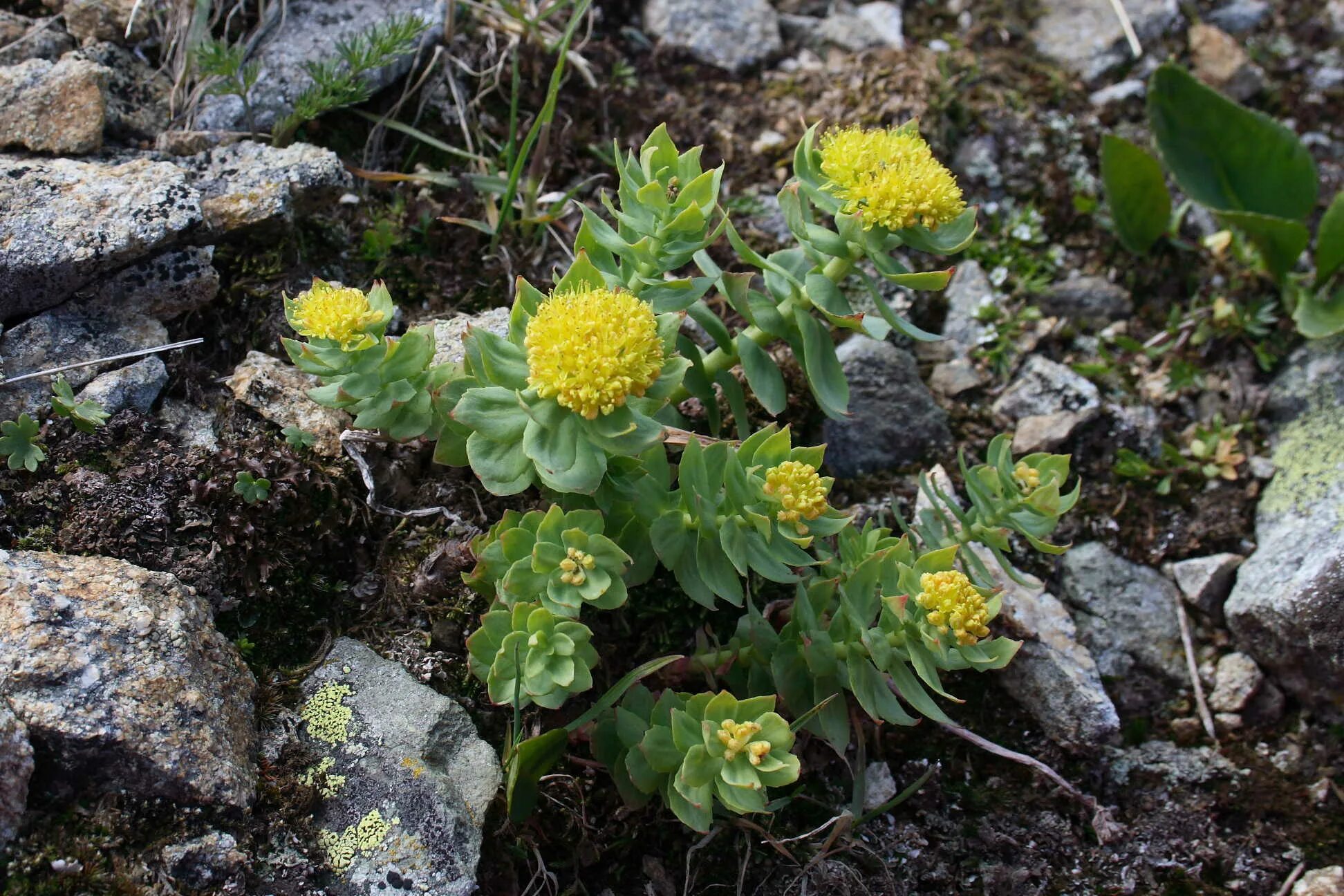 Родиола розовая Rhodiola rosea. Родиола розовая Байкал. Растение родиола розовая (золотой корень). Родиола розовая (золотой корень) Алтайская.