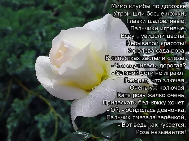 Белые розы цитаты. Стихи белые розы. стихотворение о белой розе. стих про розу.