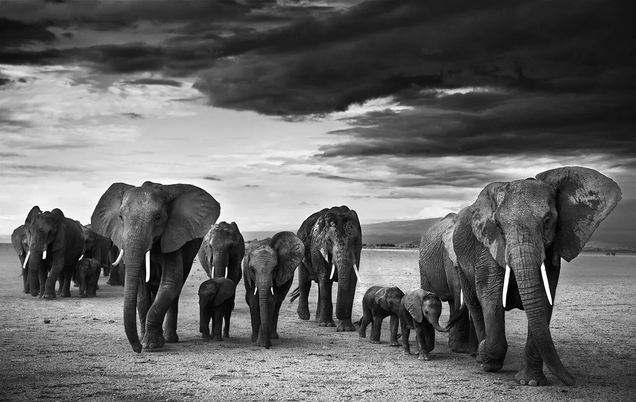 Огромный проявлять. David Yarrow. Африканские животные. Слоны в дикой природе. Популяция слонов.