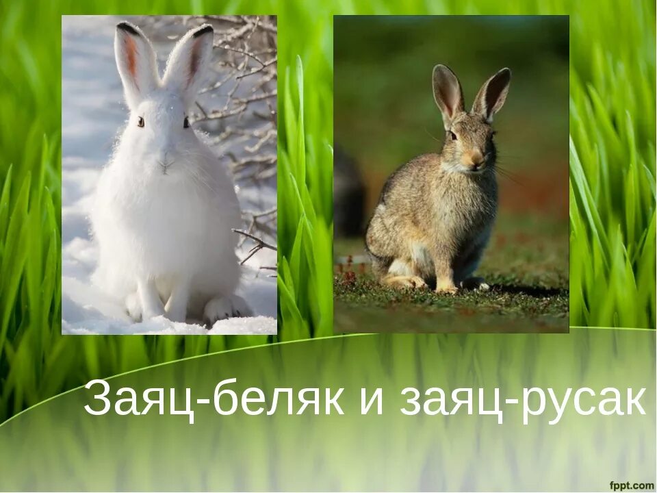 Различия зайцев беляк и русак. Заяц Беляк и заяц Русак. Заяц Русак Беляк толлай. Различия зайца беляка и русака.