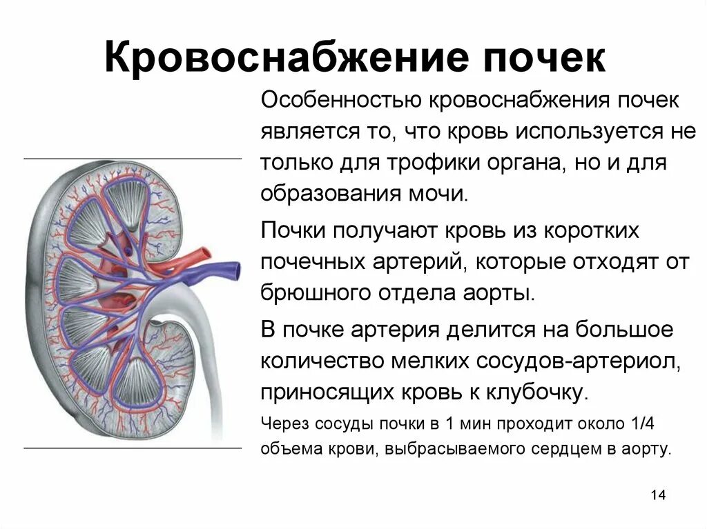 Строение сосудов почки. Кровоснабжение почки схема. Почка. Строение, функции, иннервация, кровоснабжение.. Схема строения артериального русла почки.