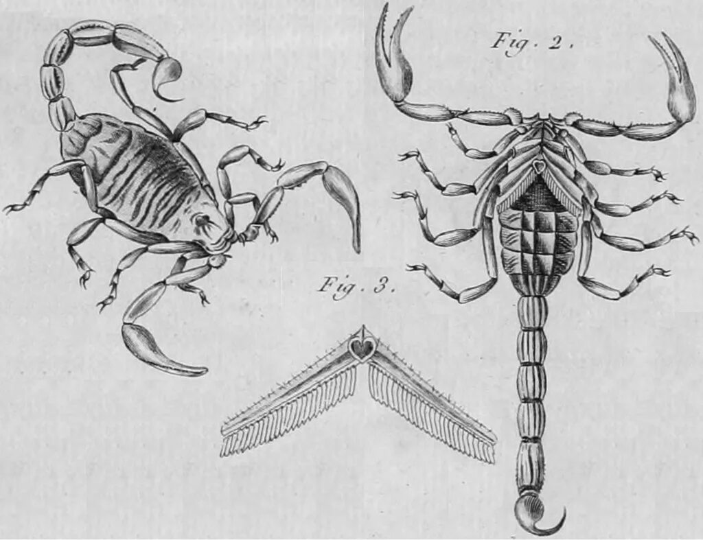 Строение скорпиона. Строение скорпиона рисунок. Анатомия скорпиона. Внешнее строение скорпиона.