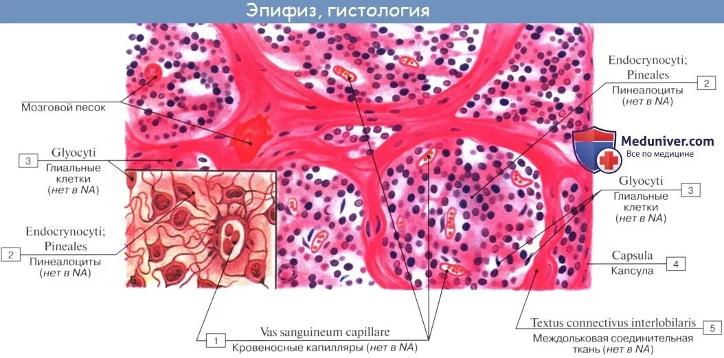 Морфология клетки гистология. Эпифиз человека гистология препарат. эпифиз железа гистология препарат. эпифиз гистология препарат мозговой песок. гипофиз гистология препарат.