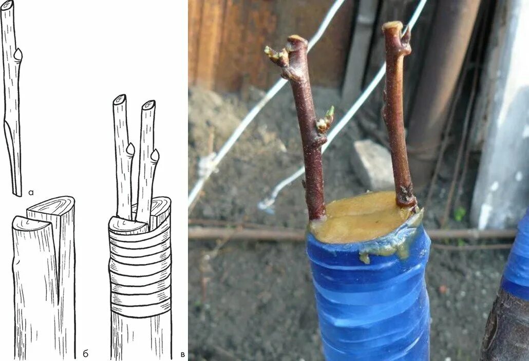 Как правильно сделать прививку на яблоне. Весенняя прививка яблонь в расщеп. Прививка черенком в расщеп. Прививка яблони в расщеп. Прививка окулировкой.