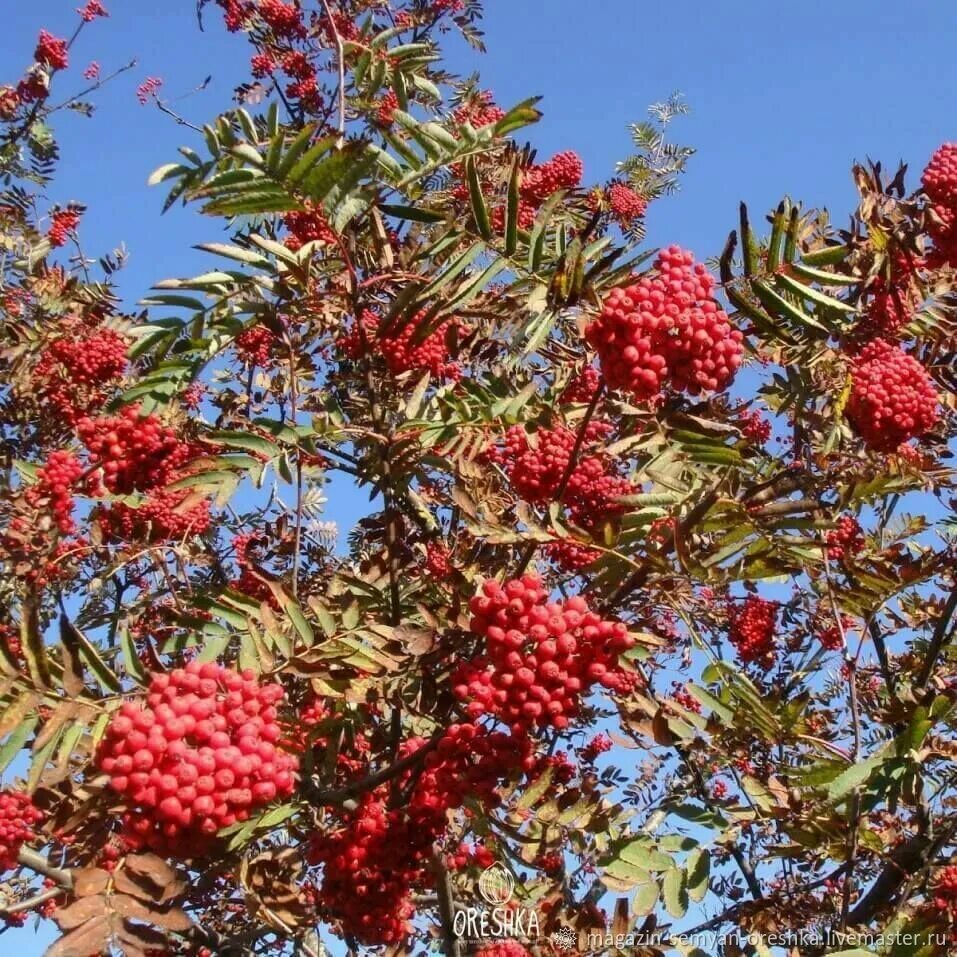 Рябина обыкновенная купить. Рябина обыкновенная Sorbus aucuparia. Рябина обыкновенная Гранатная. Рябина обыкновенная (Sorbus aucuparia l.). Рябина обыкновенная алая крупная.