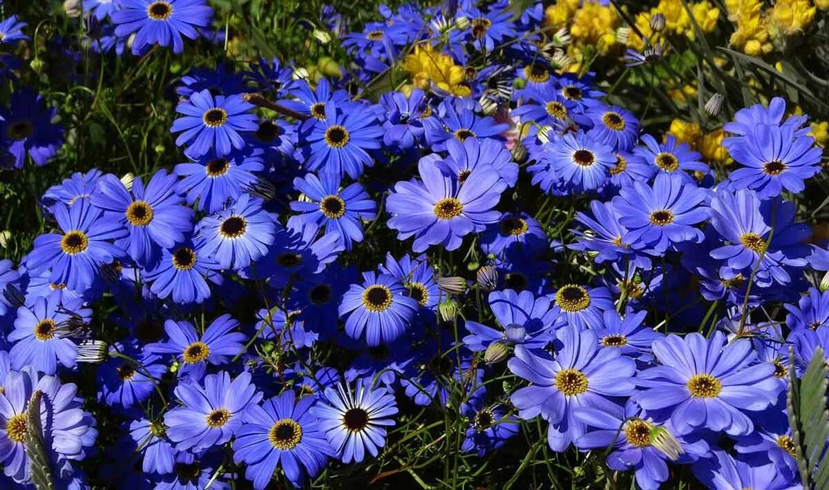 Брахикома иберисолистная. Брахикома иберисолистная. Цветы брахикома лебединое озеро. Брахикома иберисолистная. Цветы брахикома иберисолистная.