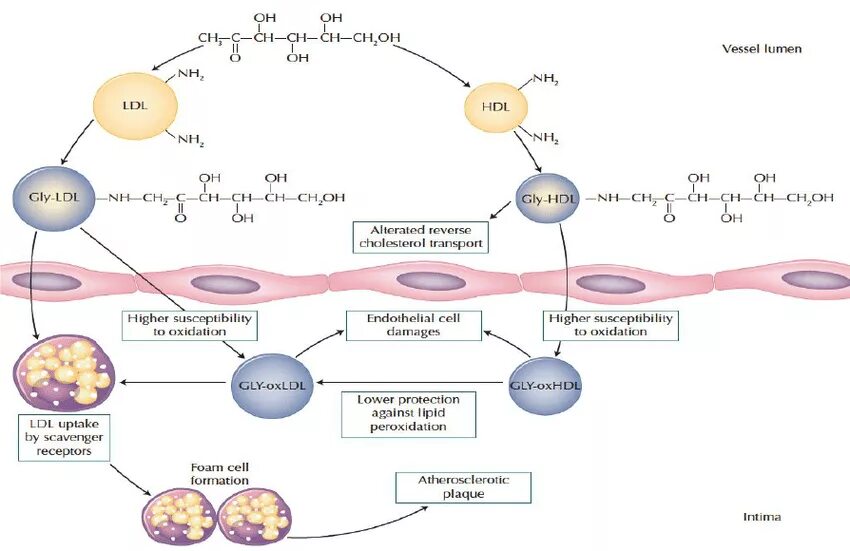 Ldl cholesterin. Ldl холестерин что это. Лдл результаты. Ldl ldl su. Apo b 100.