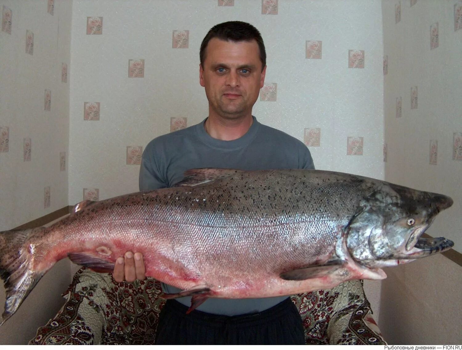 Рыба чавыча фото и описание цена. Чавыча Oncorhynchus tshawytscha. Чавыча на 20 кг. Красная рыба чавыча. Чавыча килограмм.