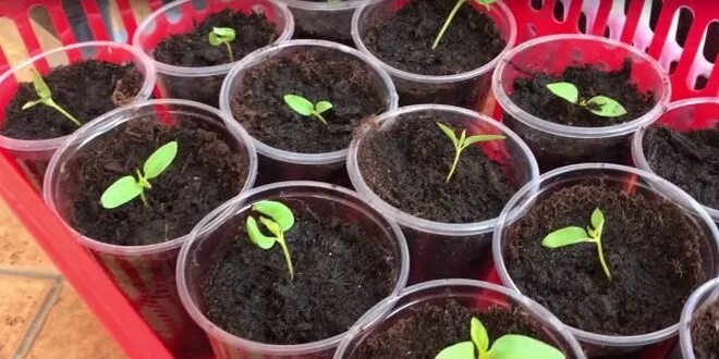 Целозия гребенчатая всходы. Целозия перистая рассада. Целозия проростки рассада. Целозия гребенчатая пикировка рассады. Когда сеять целозию на рассаду.