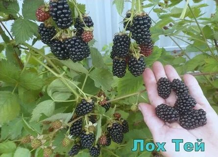 Ежевика лох тей описание сорта