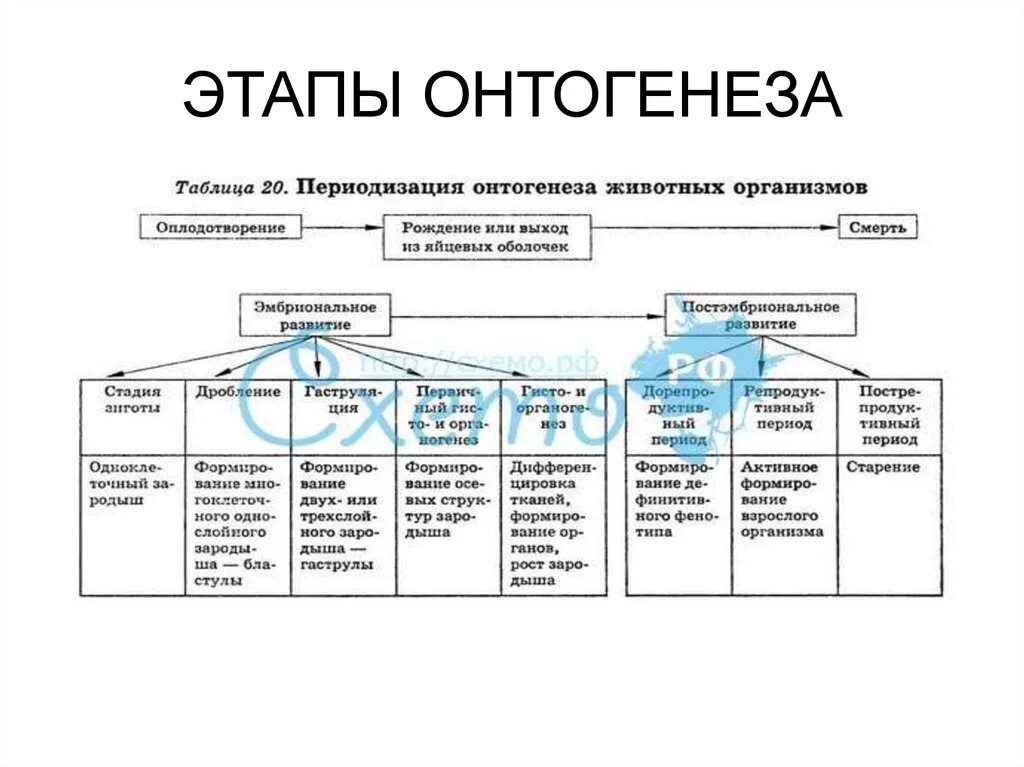 Онтогенез какой период. Индивидуальное развитие организма схема. Основные этапы онтогенеза. Таблица периоды онтогенеза онтогенеза человека. Схема индивидуального развития онтогенез.