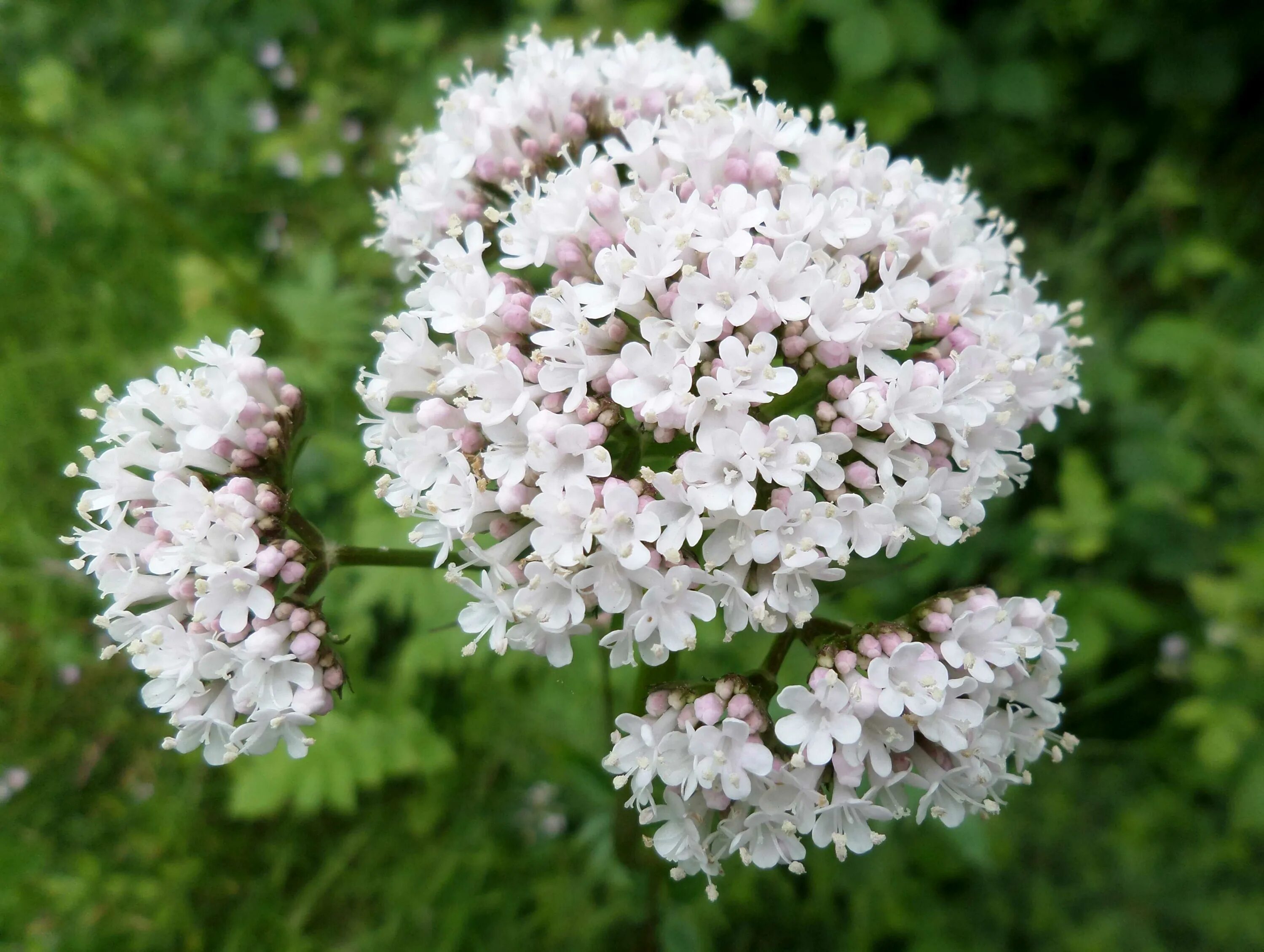 Валерьянка трава. Валериана Аянская. Валериана лекарственная (Valeriana officinalis). Валериана Колхидская. Валериана Туркестанская.