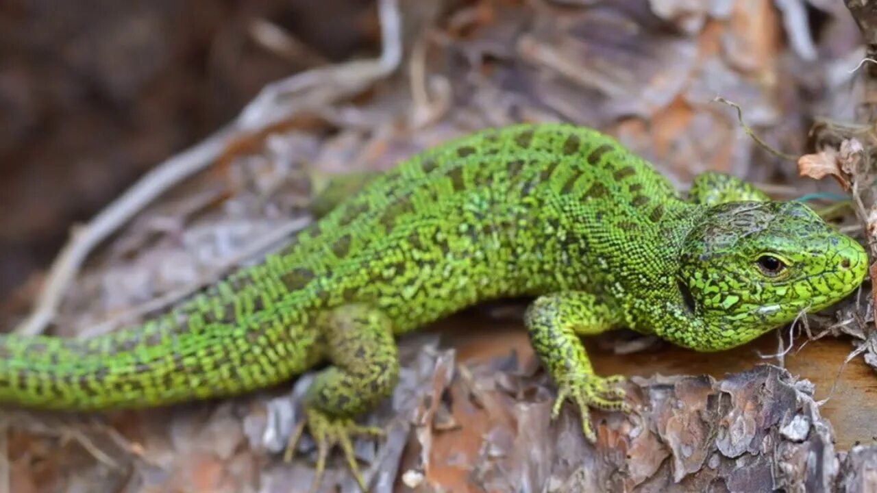 Прыткая ящерица Lacerta Agilis. Ящерица прыткая (Lacerta Agilis Linnaeus). Прыткая ящерица (Lacerta Agilis l.),. Ящерица прыткая (лат. Lacerta Agilis). Ящерица перенос