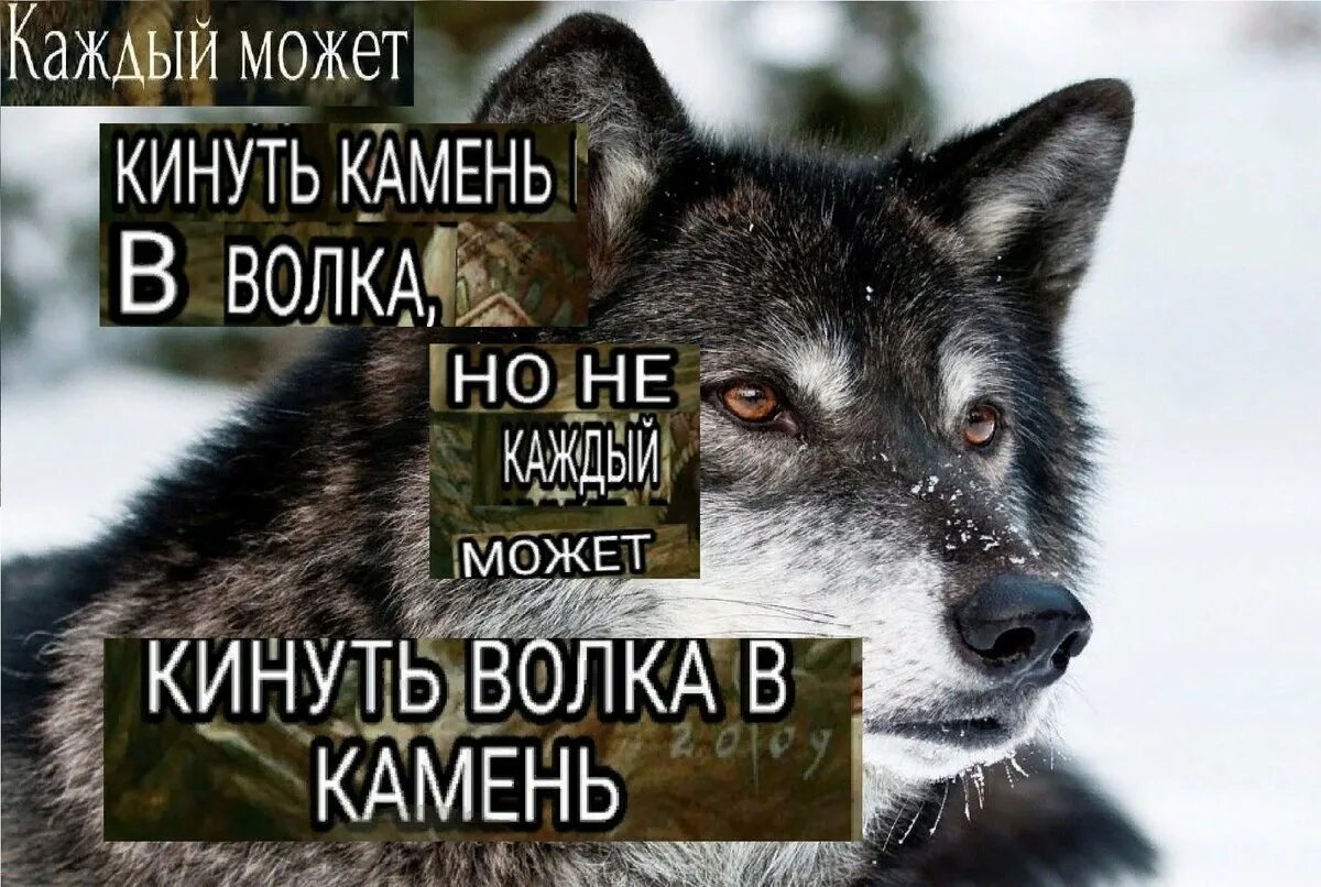 Цитаты Волков. Цитаты волка. Мемы с волками и Цитатами. Мемы с волками.