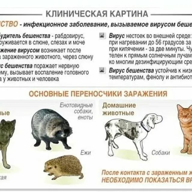 Симптомы бешенства у кота. Может ли кошка заразить бешенством. Период возбуждения бешенства. Инкубационный период бешенства у собак после заражения. Основные переносчики бешенства.