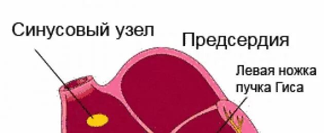 Почему сердце бьется быстро причины. Почему сердце бьется быстро причины