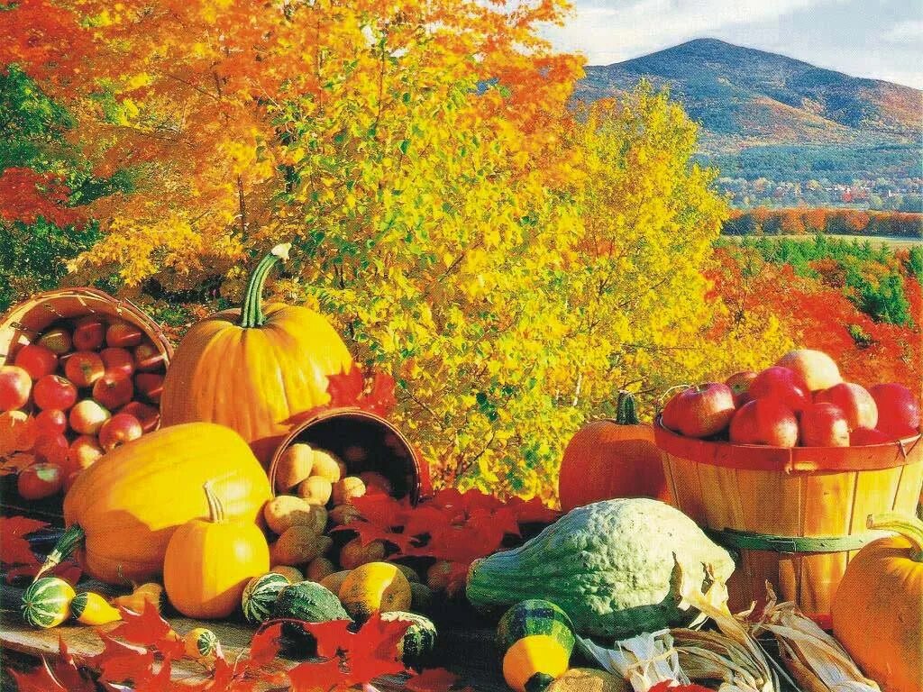Осенний урожай. Осень сбор урожая. Осенний огород. Осенние дары природы. Осеннее богатство