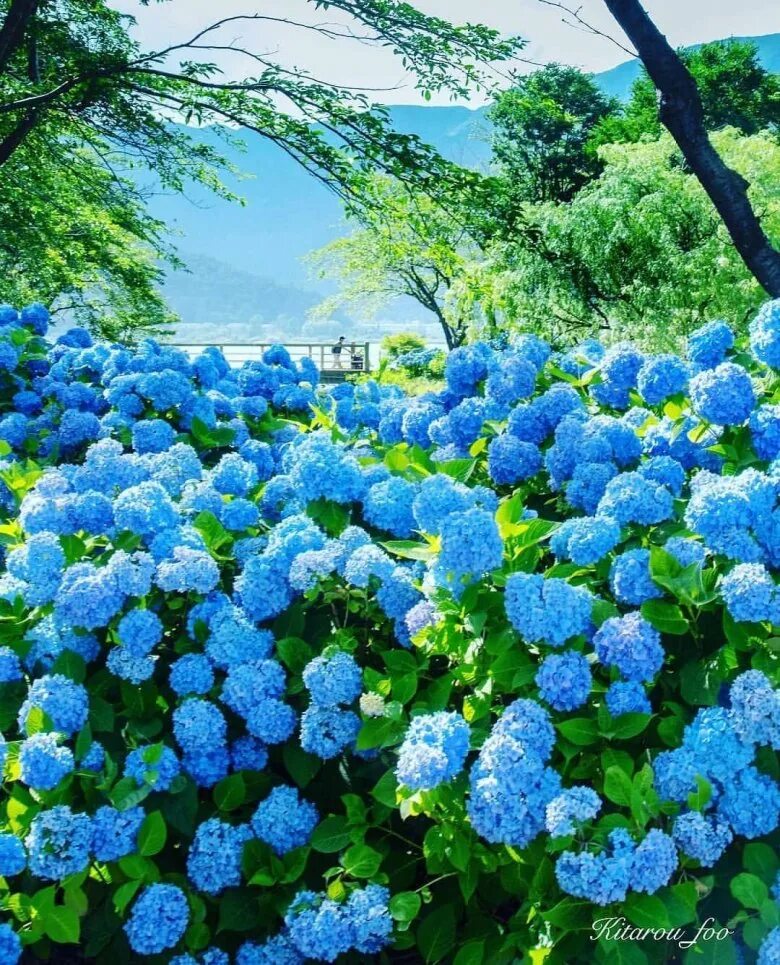 Голубой сад роз