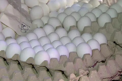 Есть ли сальмонелла в перепелиных