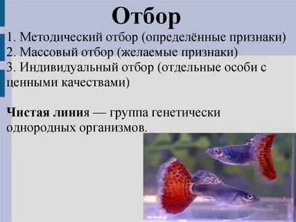 Применение массового отбора