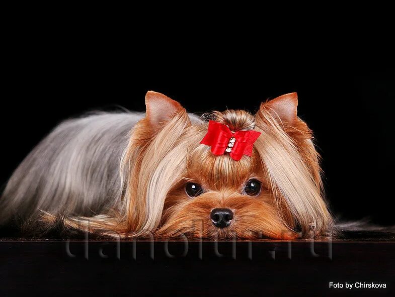 йоркшир терьер. йоркширский терьер мию. йоркширский терьер. йоркширский терьер вельш. порода ершский терьер.