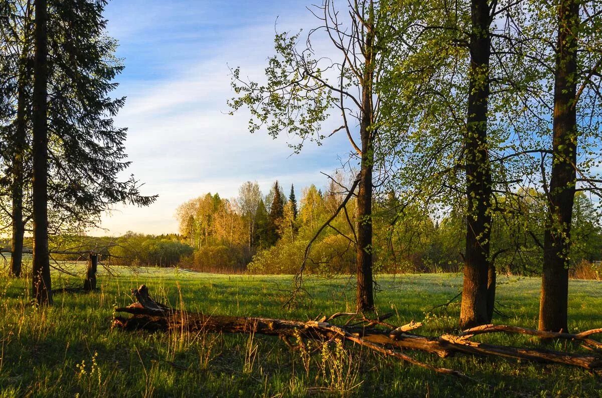 Майское утро из-за леса выглянуло солнце вздрогнули. Майское утро. Упражнение 358 по русскому языку 7 класс. Государственный природный заказник «майское утро». Майское утро леса выглянуло солнце.