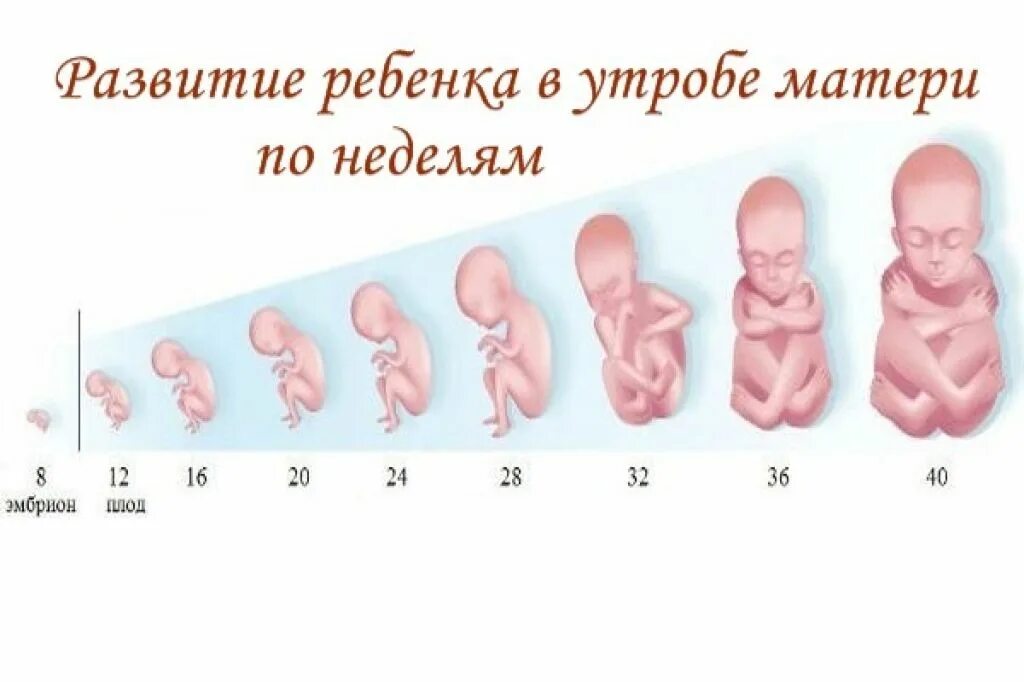 Через сколько плод после. Периоды беременности.