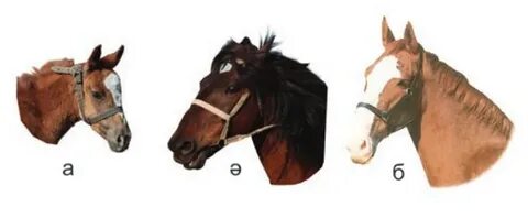 Мен қарызымды жыныстық қатынас арқылы өтедім.