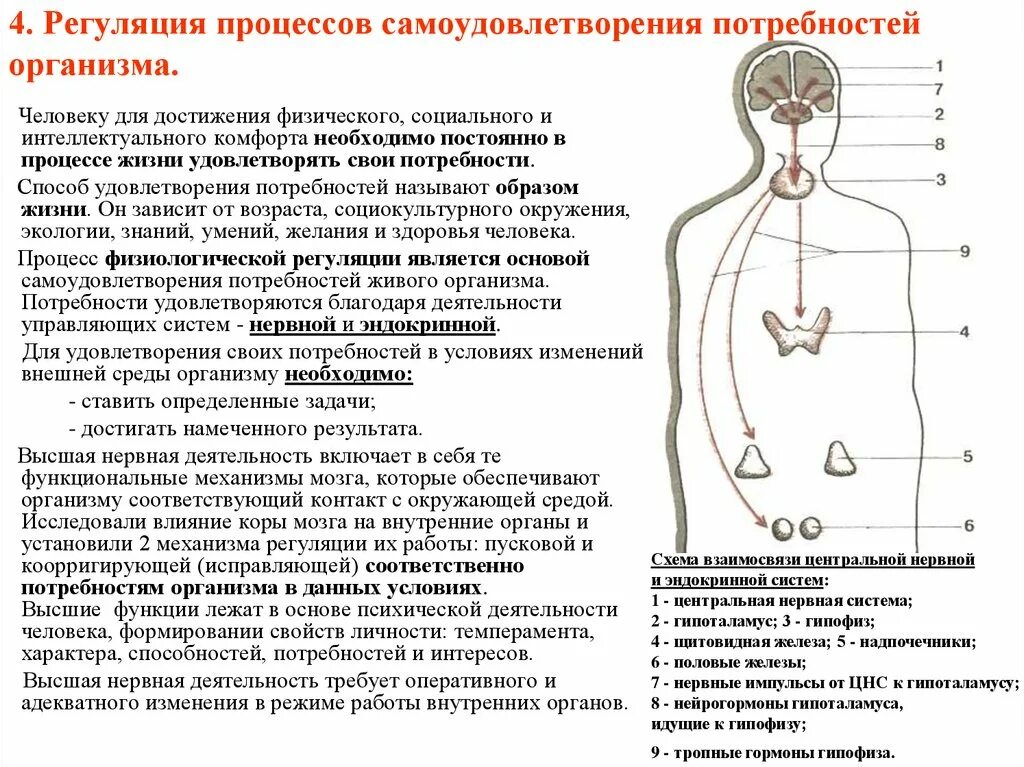 Процесс регуляции. Регуляция организма человека. Регуляция процессов в организме. Регуляторный процесс в организме.