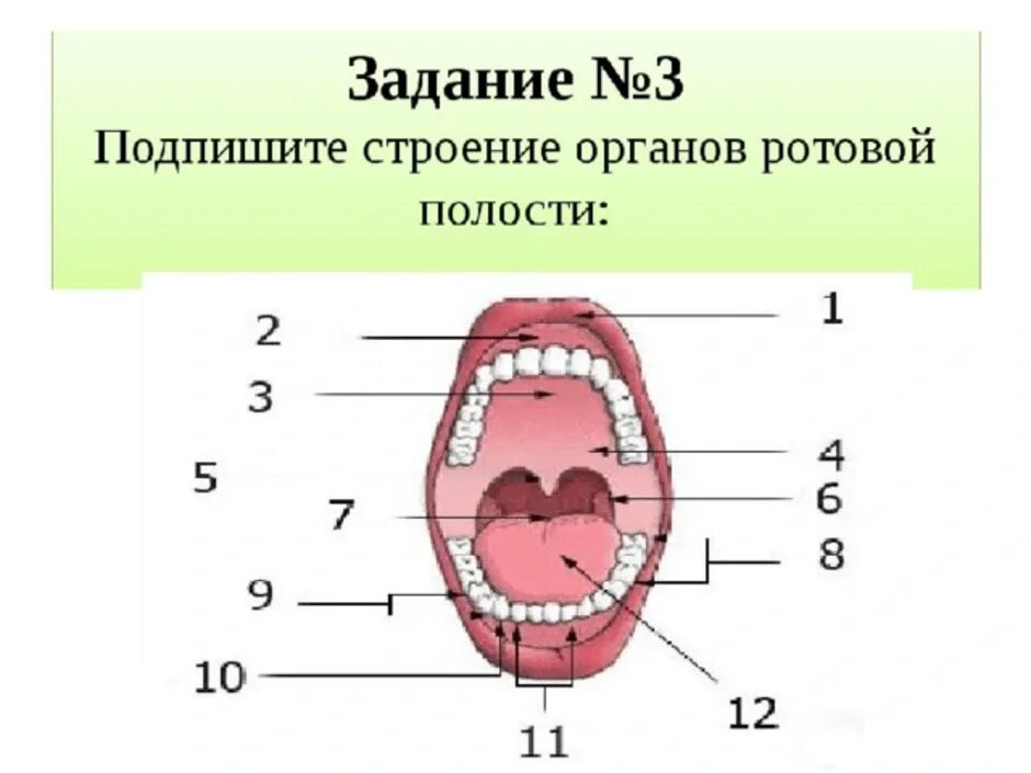 Ротовая полость тема. Пищеварение в ротовой полости 8 класс. Строение ротовой полости 8 класс биология. Строение ротовой полости 8 класс. Ротовая полость с зубами биология 8 класс.