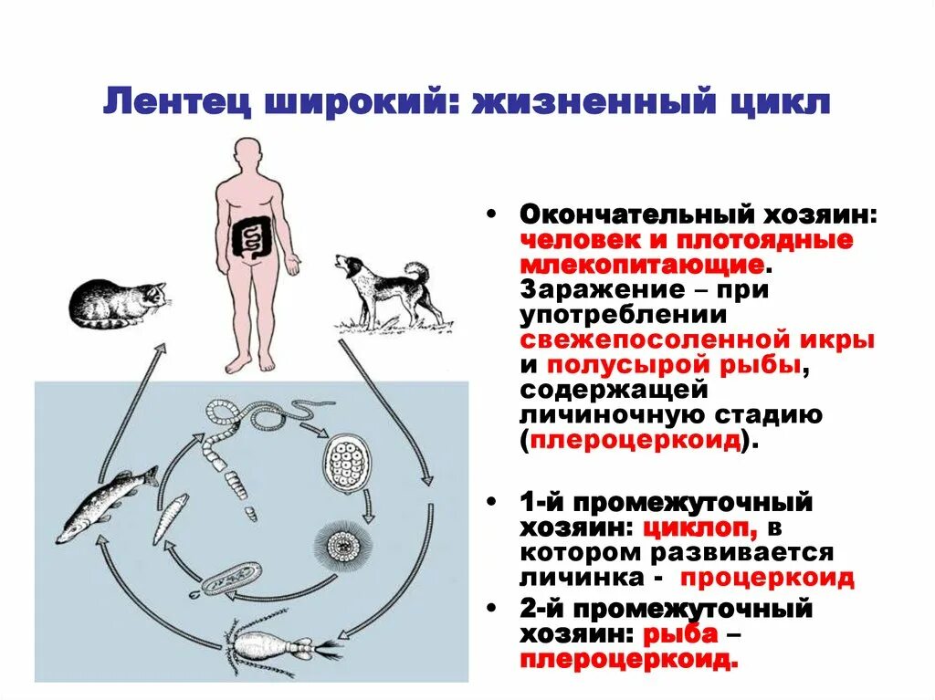 Способы заражения человека происходит. Развитие и жизненный цикл у ленточных червей. Промежуточный хозяин широкого лентеца жизненный цикл. Широкий лентец промежуточный хозяин и окончательный хозяин. Широкий лентец промежуточный хозяин.