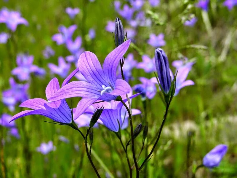 Колокольчик раскрытый. Колокольчик тонколистный полевой. Campanula patula. Колокольчик раскидистый стебель. Колокольчик одноцветковый.