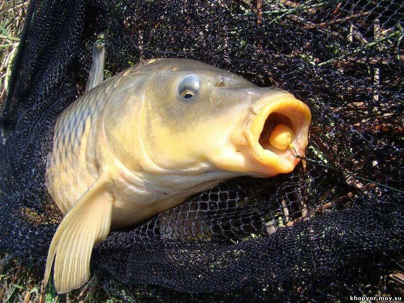 Карп фото. Сазан и карп. Голова сазана фото. Карп маленький. Голова сазана фото.