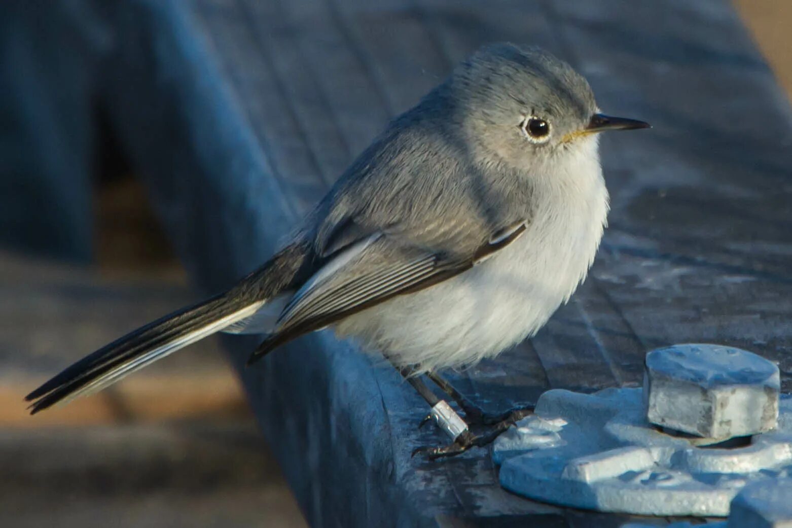 Как будет 16 серых птиц. Blue-Gray Gnatcatcher (Polioptila caerulea). Серо голубая птица. Птичка серая с синими крыльями. Маленькие серые птички с голубым оттенком.