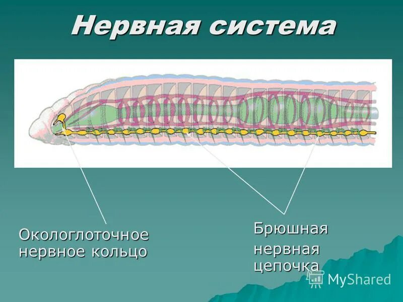 нервная система свободноживущих плоских червей. малощетинковые кольчатые черви нервная система. нервная система круглых червей. малощетинковые черви нервная система таблица. кольчатые черви системы органов 7 класс.