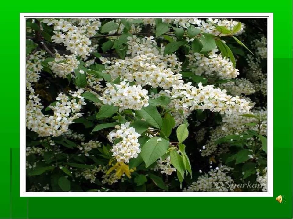 А. Урок есенин черемуха 3 класс. Черемуха есенин дерево. Урок есенин черемуха 3 класс. Урок есенин черемуха 3 класс.