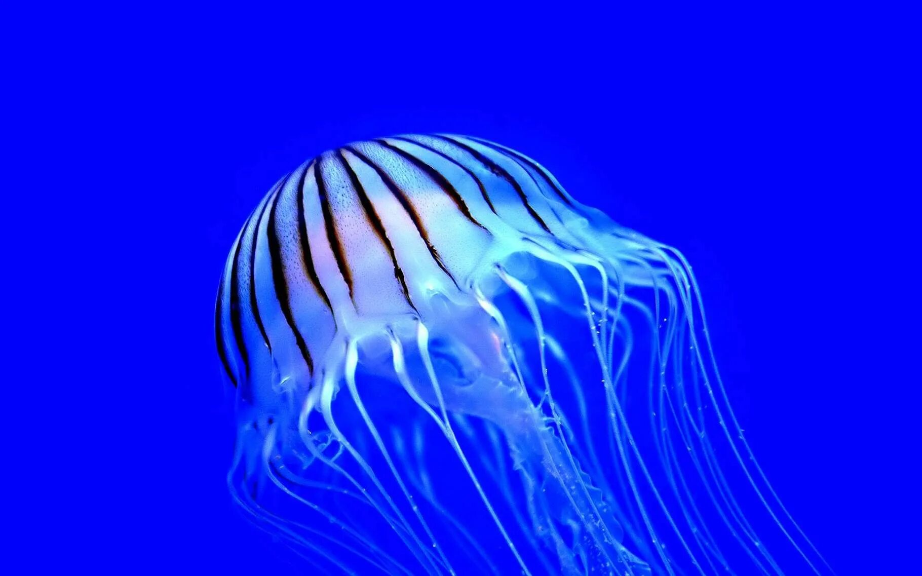Симметрия медузы. У медузы есть мозг. Тип симметрии медузы. Медузы фото красивые. Медуза какая симметрия тела