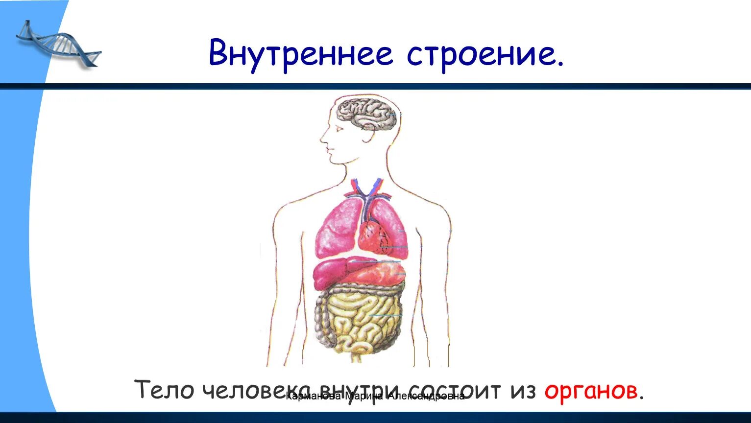 Организм человека. Строение человека. Внутреннее строение человека. Строение тела человека 2 класс.