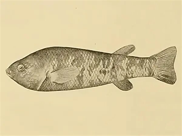 Poolfish. Poolfish. Рыба в пустынях. Гамбузия рыбка. Poolfish.