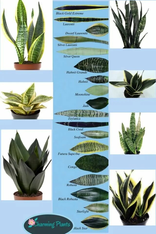 Sansevieria trifasciata Craigii ex Bob Smoley CG116.1
