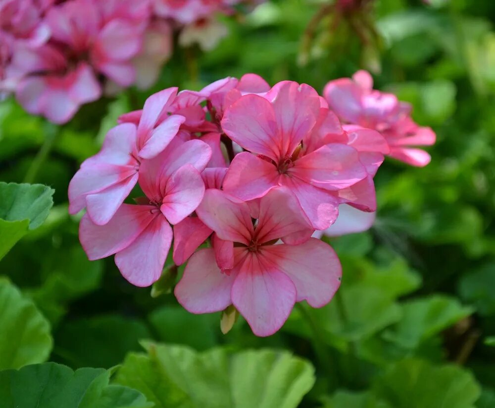 Пеларгония королевская. Пеларгония лавандер. Monica klauber пеларгония. Пеларгония розебудная белая. Пеларгония pink rosebud.