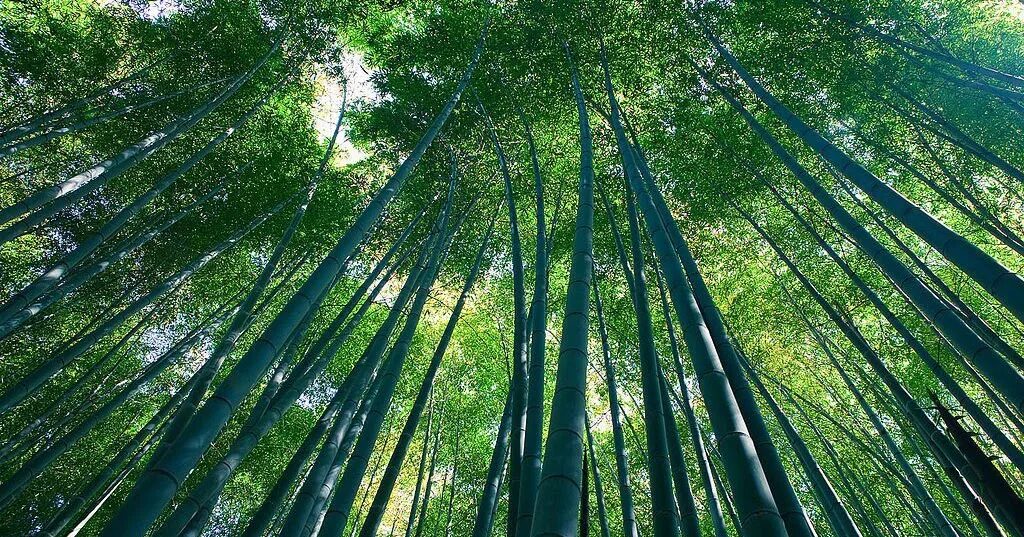 Бамбуковый лес Сагано. Бамбук роща Сагано. Бамбуковый лес в Абхазии. Бамбуковая роща Геншин.