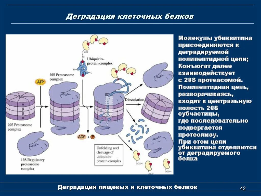 Сборка белка происходит. Лизосомальный путь деградации клеточных белков. Деградация белков: 26s-Протеасома эукариот.. Деградация белков основные принципы.