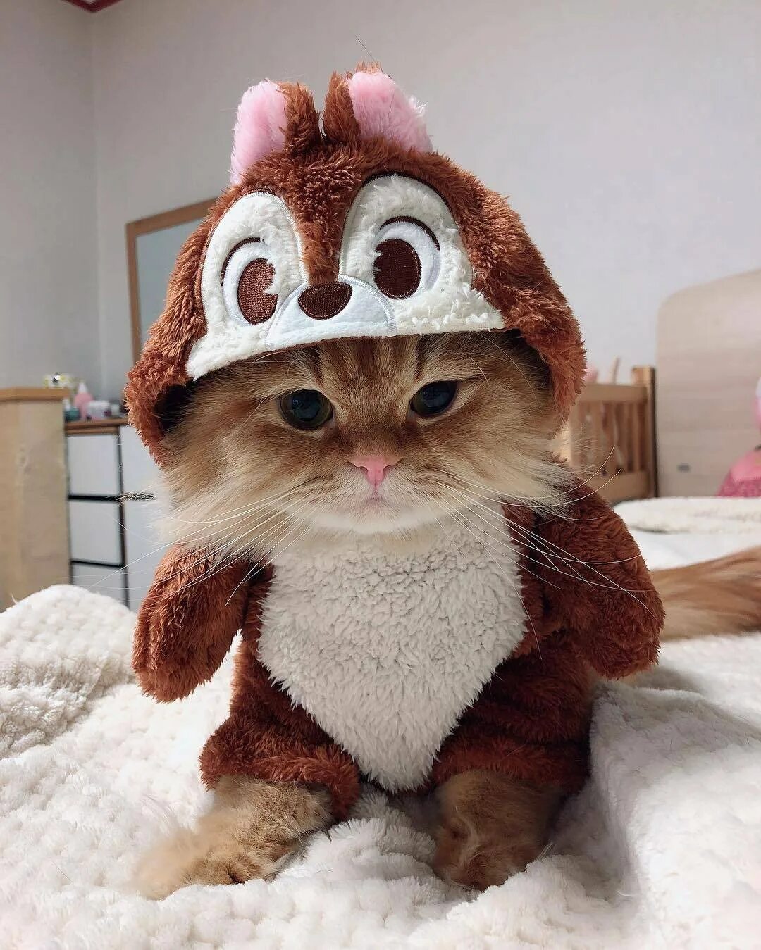 Кот в шапке мем. Кот в шапке мем