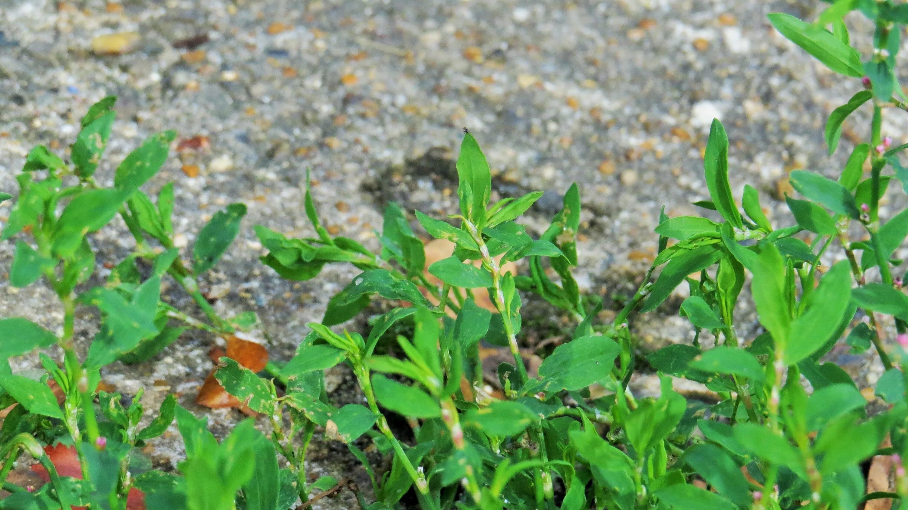 Polygonum arenastrum - Image of an specimen - Plantarium
