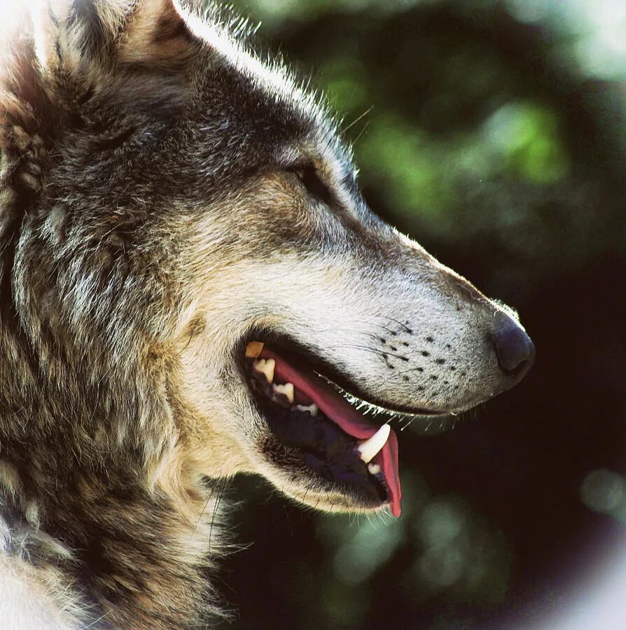 Волк улыбается. Пал волк. Оскал волка. Пал волк. Оскал волка.