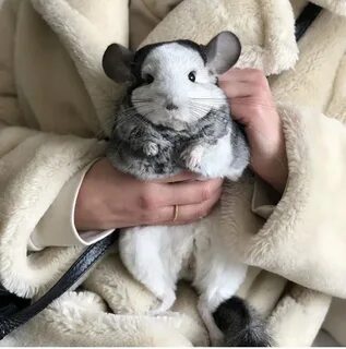 Лапы шиншиллы