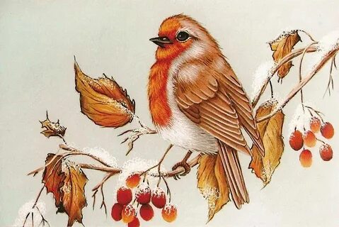 Рисованные картинки птичек